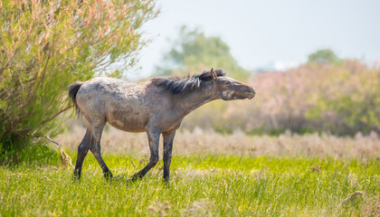 Horse and newborn foal on the background of mountains, a herd of horses graze in a meadow in summer and spring, the concept of cattle breeding, with place for text.