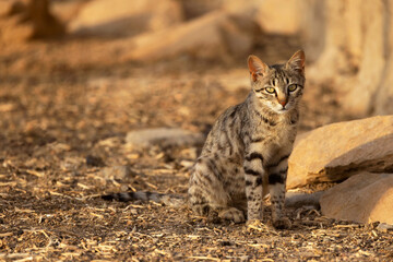Asiatic Wildcat, Felis silvestris ornata, Desert National Park, Jaisalmer, Rajasthan, India
