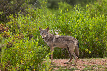 Indian Wolf, Canis lupus pallipes, female, Karnataka, India