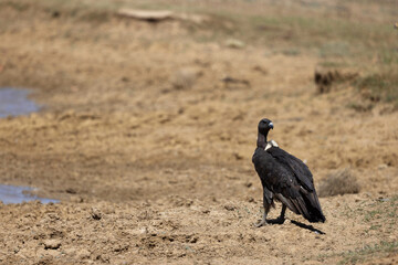 Obraz premium White-rumped Vulture, Gyps bengalensis, Desert National Park, Jaisalmer, Rajasthan, India