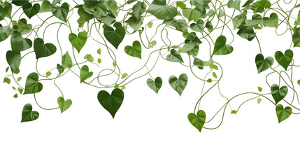 Hanging vines ivy foliage jungle bush heart shaped PNG