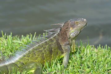 wild iguana lizard in wildlife. iguana lizard outdoor. photo of iguana lizard. iguana lizard reptile