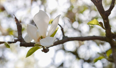 Magnolienblüte