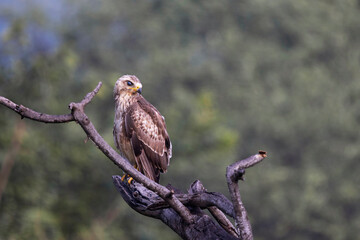 White-eyed Buzzard, Butastur teesa, Panna Tiger Reserve, Madhya Pradesh, India