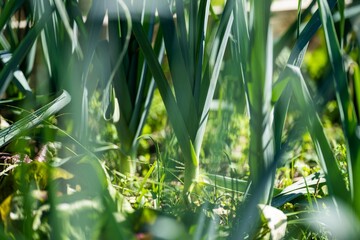 leek growing on farm in America grown sustainable. Salad plants in a garden