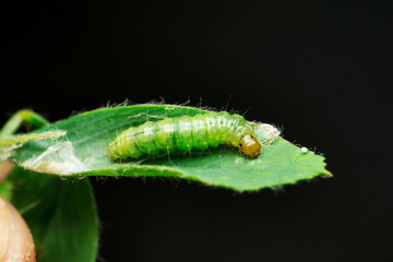 Caterpillar of butterfly on leaf, Satara, Maharashtra, India
