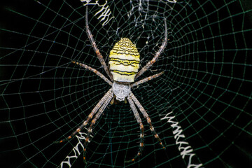 Signature spider and spider web, Satara, Maharashtra, India