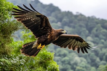 Plakat majestic bird soaring over a dense and verdant forest. Generative AI Generative AI