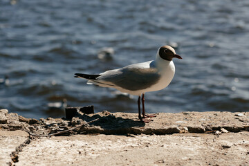 Seagull lurking at Perth habor Seeking food