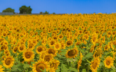 girasoles
