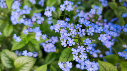 Blue flowers bloom in a flower bed.
Brunnera large-leaved - obrazy, fototapety, plakaty