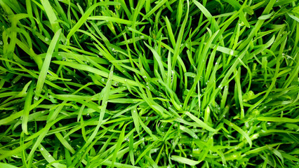 Dew on green grass, photographed from above.