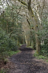a walk through the Lickey hills country park next to Birmingham in the uk