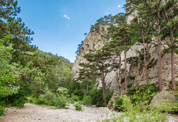 Fototapeta na wymiar Coniferous forest and pine trees growing in a mountain gorge with rocks and stones
