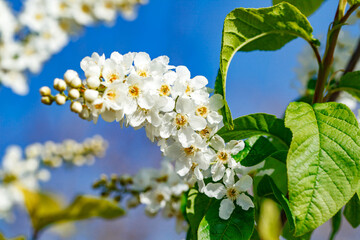 White flowers on tree branches among green foliage, selective focus