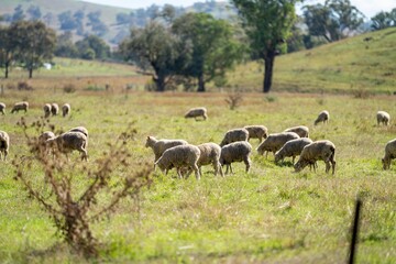 Naklejka na ściany i meble Sheep in a field. Merino sheep, grazing and eating grass in New zealand and Australia
