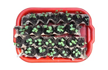 Radish seedlings in trays on a tray, isolated on a white background.