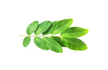 Isolated crape myrtle leaves and branche on white background with clipping paths. - obrazy, fototapety, plakaty
