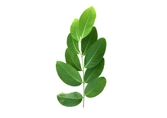 Isolated crape myrtle leaves and branche on white background with clipping paths.