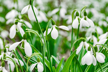 Snowdrops, flowers with white petals close-up, selective focus