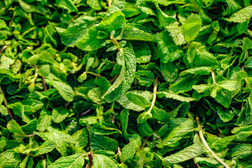 Mint leaves sold in supermarket, selective focus