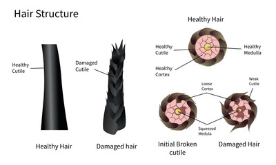 Hair Growth Cycle, anagen, catagen, telogen, early anagen, hair matrix, dermis, epidermis, sebaceous gland, hair follicle, hair shaft, arrector pili muscle, dermal papilla vector illustration.