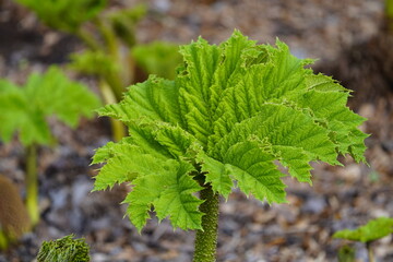 
Gunnera manicata, known as Brazilian giant-rhubarb or giant rhubarb. Gunneraceae family
