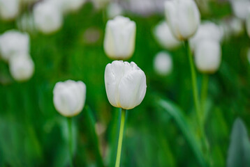 Tulips with white petals on buds, growing in a flower bed, close-up, selective focus
