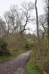 a walk through the Lickey hills country park next to Birmingham in the uk