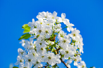 Flowers with white petals bloom on tree branch with green leaves against blue sky background, selective focus