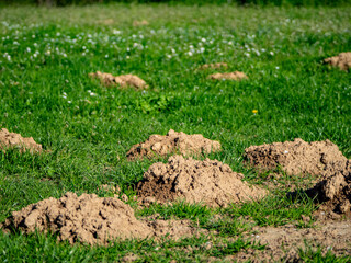 Wühlmaushäufen auf einer Wiese