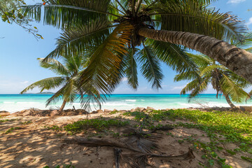 Palm tree by the sea in Anse Kerlan beach