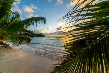 Palm trees by the sea at sunset in Baie Lazare beach