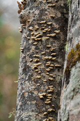 Small mushrooms on a beech tree.