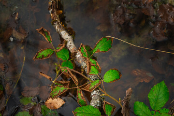 Beech branch under a water.
