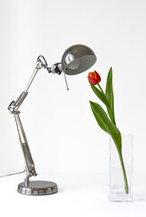 Paris, France - 04 30 2023: A red and yellow tulip in a square clear glass vase next to a design lamp and a white background