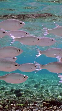 Vertical video, Close up of Shoal of Barred flagtail, Fiveband flagtail or Five-bar flagtail (Kuhlia mugil) floats in blue water on bright sunny day in sun beams in shallow water, Slow motion
