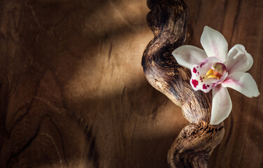 Vanilla flower close up. Vanilla beans over wooden background, macro shot. Aromatic condiments closeup