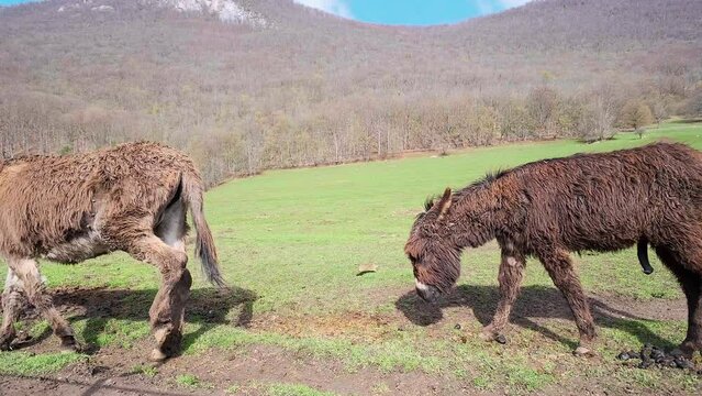 Donkey and his mother walking in the meadow erection of a youngster