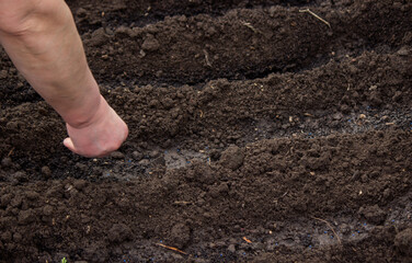 close-up of a farmer's hand sowing cabbage.