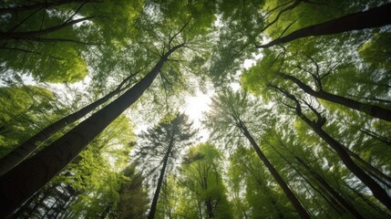 Fototapeta premium Upward view of trees in a forest. Generative ai composite.