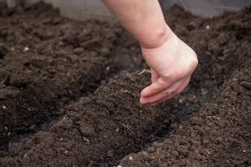 close-up of a farmer's hand sowing cabbage.