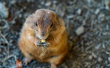 Cute Prairie dog eating corn seed, view from above ute Prairie eating corn seed, space for copy.