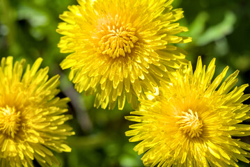 Photo of dandelion flowers background