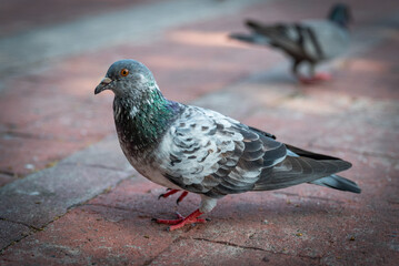 Pigeons feeding on bread crumbs at the Park
