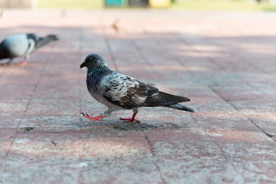 Pigeons feeding on bread crumbs at the Park