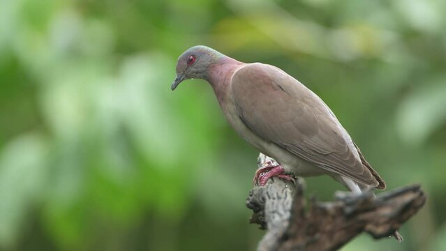 Pale-vented pigeon (Patagioenas cayennensis)  sitting in a tree, Costa Rica