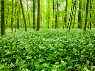 meadow of white flowers in the forest