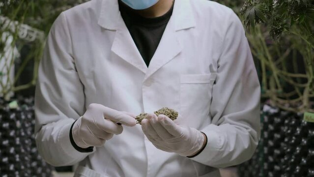 Scientists wearing latex gloves trim cannabis buds in a greenhouse on a marijuana farm.