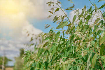 Eucalyptus leaves. branch eucalyptus tree nature background